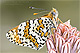 Melitaea cinxia 2