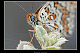 Melitaea phoebe 1