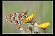 Melitaea phoebe 2
