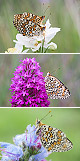 Melitaea phoebe Artxibo
