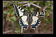 Papilio machaon 1