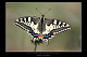 Papilio machaon 2