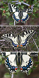 Papilio machaon Artxibo