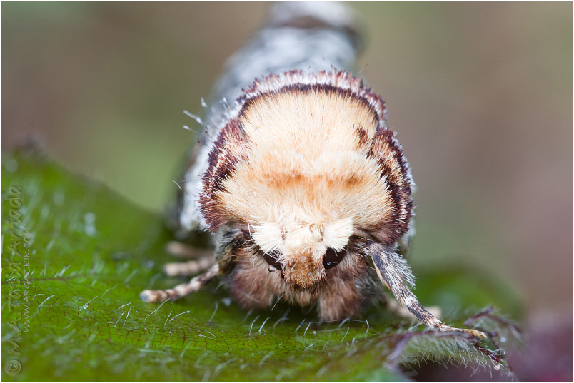 Phalera bucephala