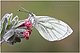 Pieris napi 1
