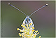 Pieris napi 2