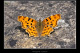 Polygonia c-album 1