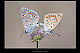 Polyommatus icarus Pic 1