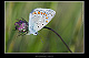 Polyommatus icarus Pic 2