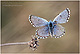Pseudophilotes panoptes 1