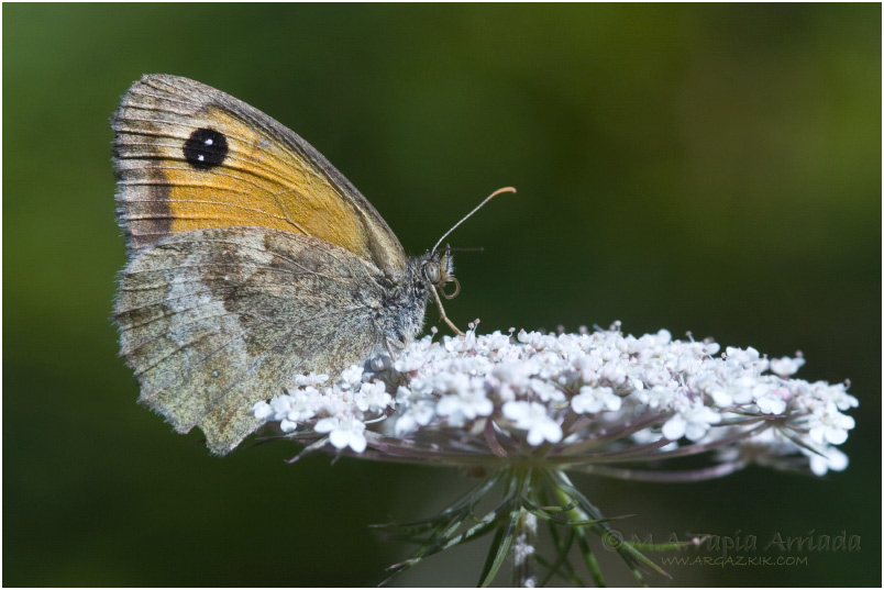 Pyronia tithonus