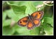 Pyronia tithonus 1