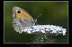 Pyronia%20tithonus 2