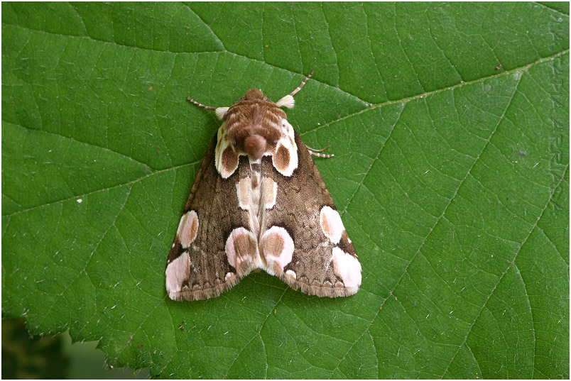 Thyatira batis 1