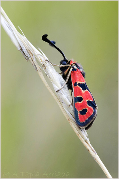 Zygaena fausta 1