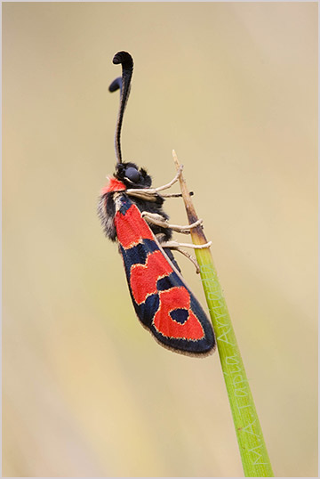 Zygaena fausta 2