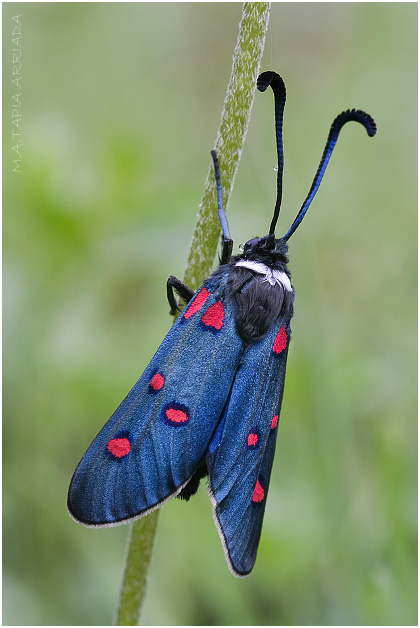 Zygaena lavandulae 1