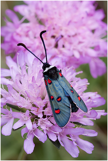 Zygaena lavandulae 2