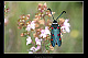 Zygaena lavandulae 2