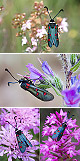 Zygaena lavandulae Artxibo