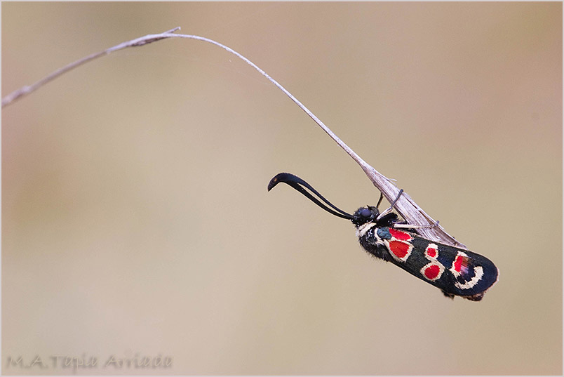 Zygaena occitanica 1