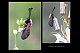 Zygaena rhadamanthus 1