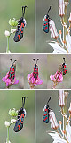 Zygaena rhadamanthus Artxibo