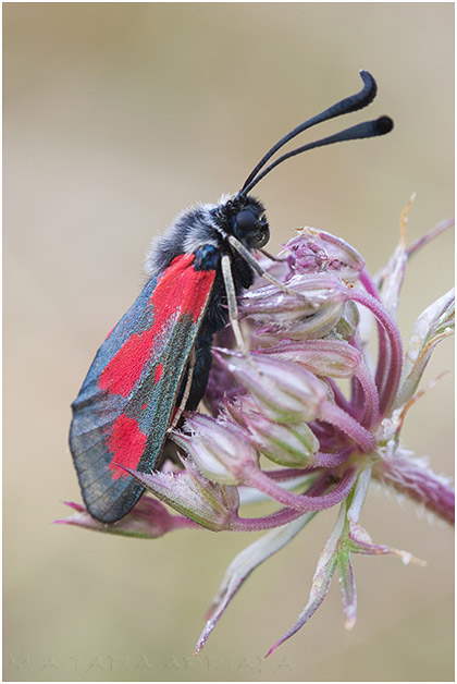 Zygaena sarpedon 1
