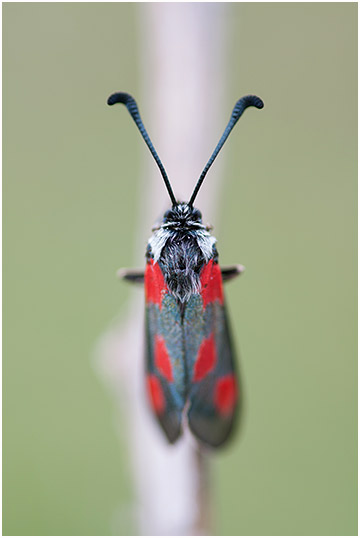 Zygaena sarpedon 2