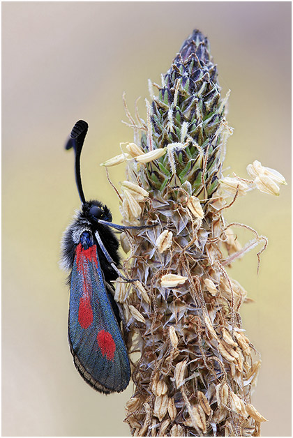 Zygaena sarpedon 3