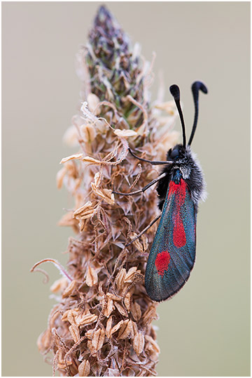 Zygaena sarpedon 4