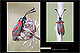 Zygaena sarpedon 1
