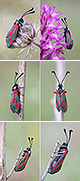 Zygaena sarpedon Artxibo
