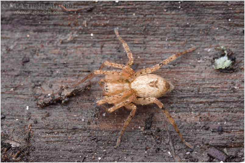 Anyphaena accentuata
