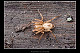 Anyphaena accentuata