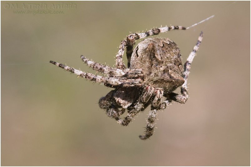 Araneus angulatus