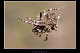 Araneus angulatus 1