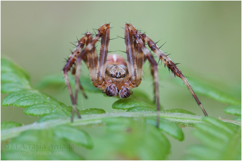 Araneus diadematus