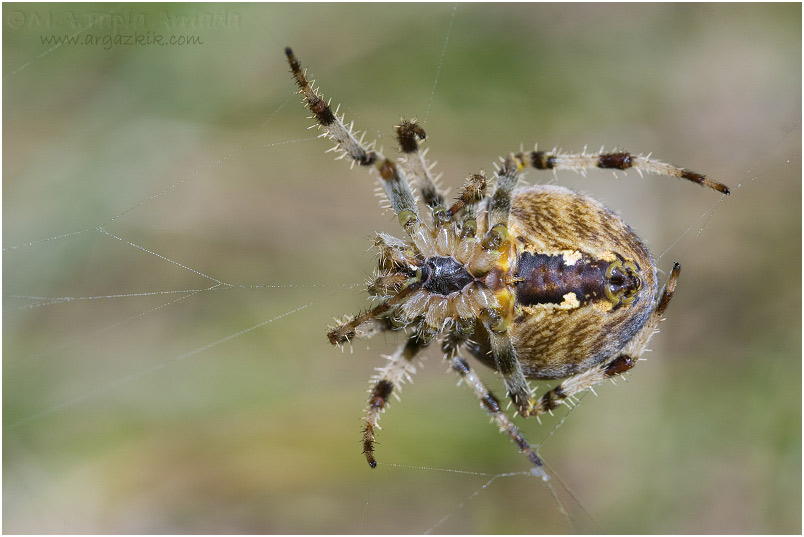 Araneus diadematus 1