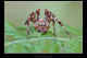 Araneus diadematus 1
