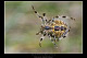 Araneus diadematus 2