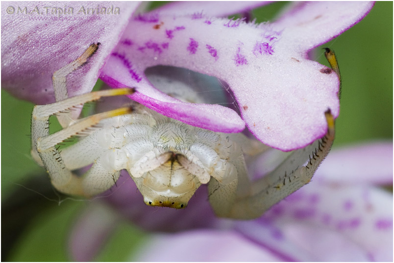 Misumena vatia 1