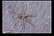 Pisaura mirabilis 1