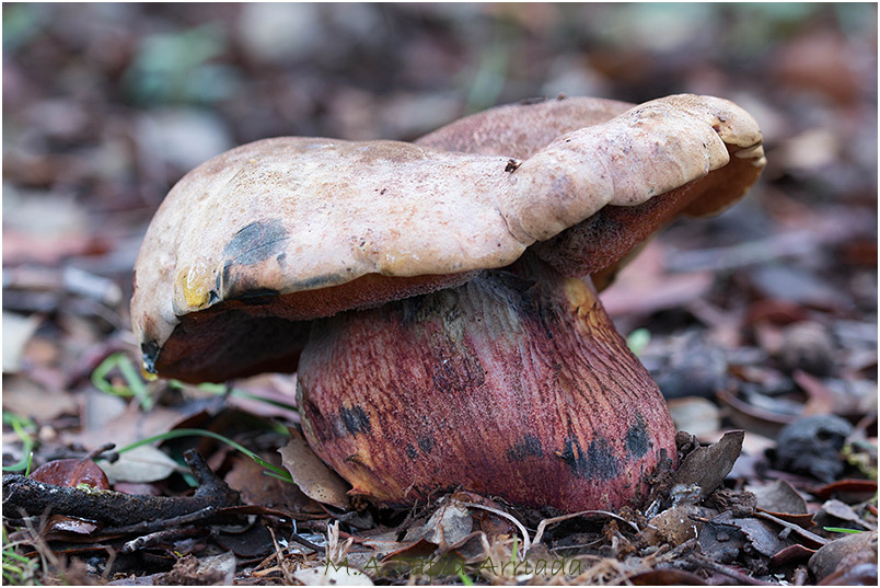 Boletus luridus
