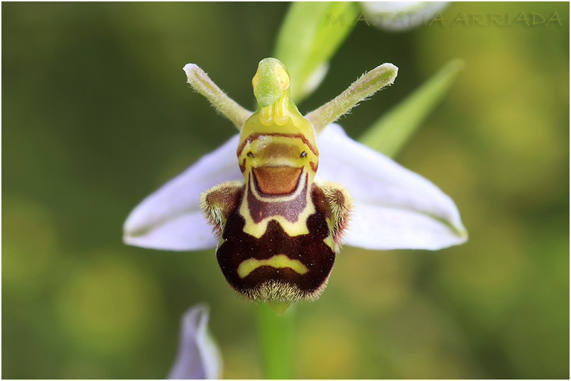 Ophrys apifera var aurita