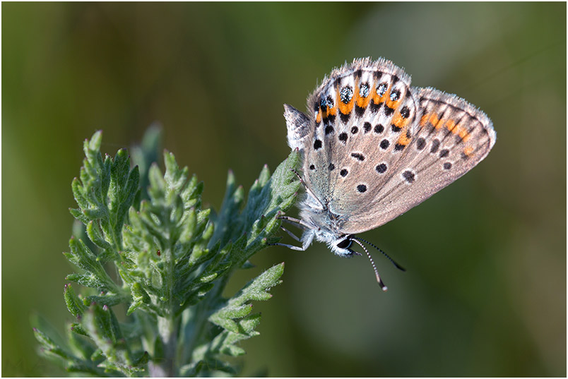 Plebejus idas