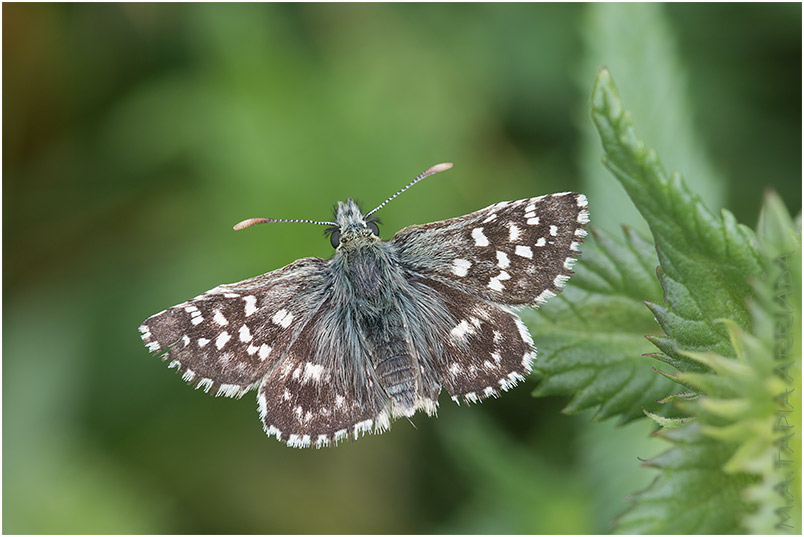 Pyrgus malvoides