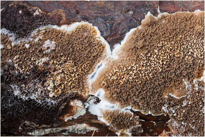 Serpula himantioides
