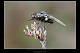 Bombylella atra 1