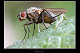 Coenosia sp.3